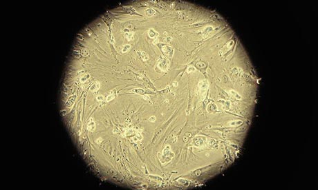 embryos10